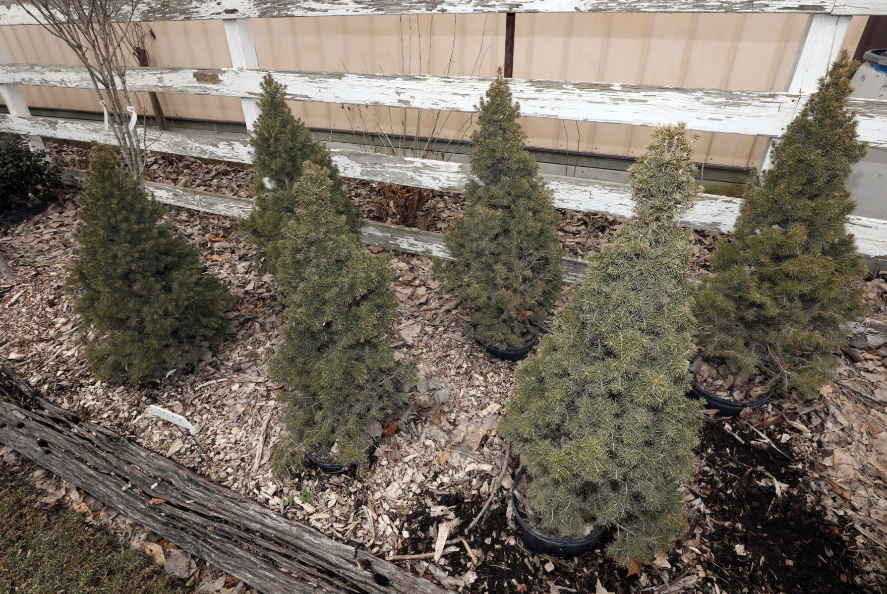 Starshak_Rich spruce trees 3.12.19